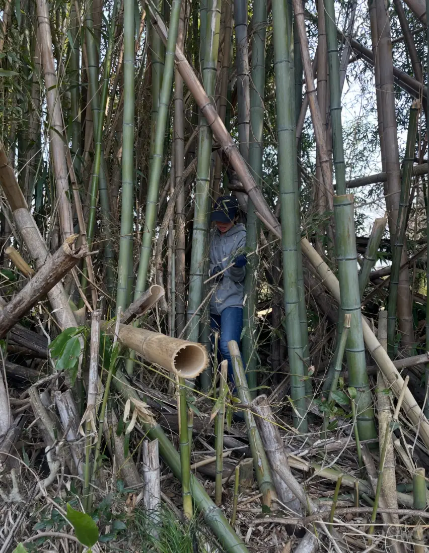 竹林の中